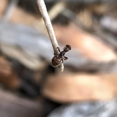 Tiphiidae sp. (family) at Aranda, ACT - 24 Feb 2020