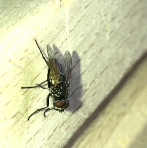 Musca vetustissima at Aranda, ACT - 24 Feb 2020