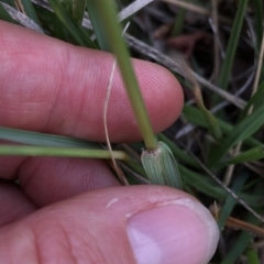 Sporobolus (genus) (A Rat's Tail Grass) at Aranda, ACT - 24 Feb 2020 by Jubeyjubes