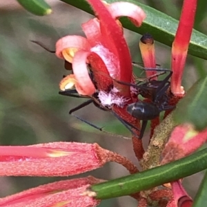 Iridomyrmex purpureus at Aranda, ACT - 24 Feb 2020