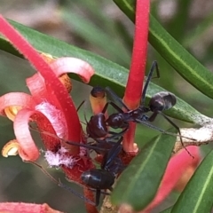 Iridomyrmex purpureus at Aranda, ACT - 24 Feb 2020