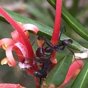 Iridomyrmex purpureus at Aranda, ACT - 24 Feb 2020