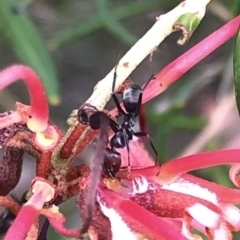 Iridomyrmex purpureus at Aranda, ACT - 24 Feb 2020