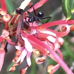 Iridomyrmex purpureus at Aranda, ACT - 24 Feb 2020