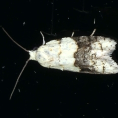 Tracholena sulfurosa (A tortrix moth) at Ainslie, ACT - 18 Feb 2020 by jb2602