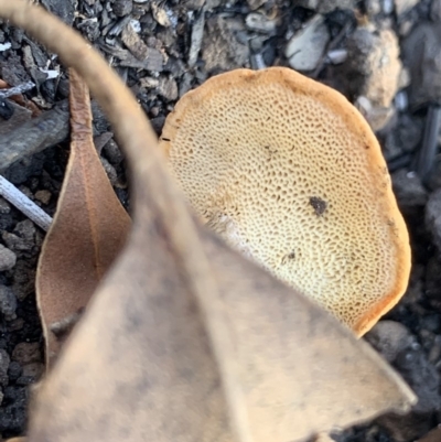 Laccocephalum sclerotinium at Red Head Villages Bushcare - 24 Feb 2020 by PatB