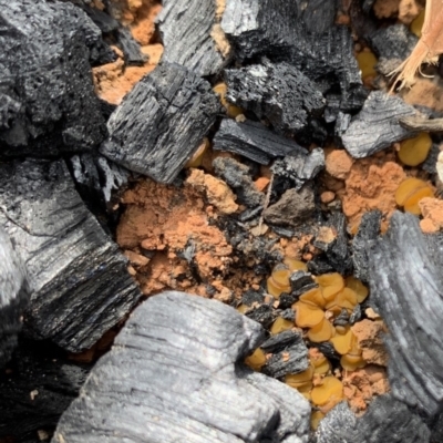 Anthracobia muelleri (Charcoal Cups) at Red Head Villages Bushcare - 23 Feb 2020 by PatB