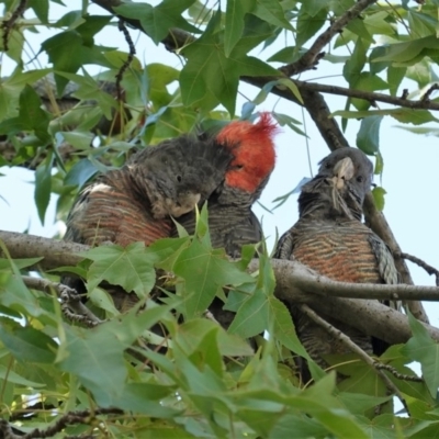 Callocephalon fimbriatum (Gang-gang Cockatoo) at Hughes, ACT - 22 Feb 2020 by JackyF