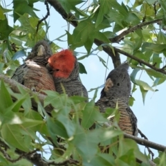 Callocephalon fimbriatum at Hughes, ACT - 22 Feb 2020