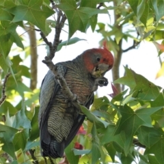 Callocephalon fimbriatum (Gang-gang Cockatoo) at Hughes, ACT - 22 Feb 2020 by JackyF