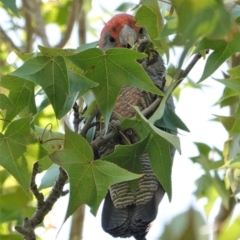 Callocephalon fimbriatum at Hughes, ACT - 22 Feb 2020