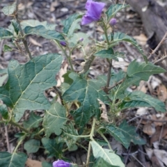 Solanum cinereum (Narrawa Burr) at Red Hill Nature Reserve - 22 Feb 2020 by JackyF