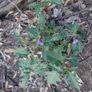 Solanum cinereum at Hughes, ACT - 22 Feb 2020