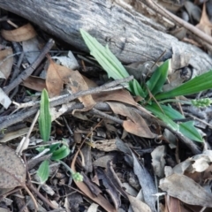 Plantago varia (Native Plaintain) at Red Hill Nature Reserve - 22 Feb 2020 by JackyF