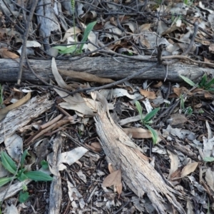 Plantago varia at Deakin, ACT - 22 Feb 2020 07:07 PM