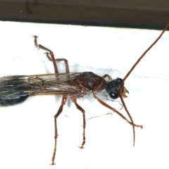 Myrmecia sp. (genus) (Bull ant or Jack Jumper) at Ainslie, ACT - 17 Feb 2020 by jbromilow50