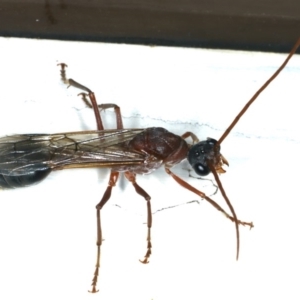 Myrmecia nigriceps at Ainslie, ACT - 17 Feb 2020 09:11 PM