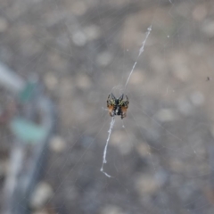 Austracantha minax (Christmas Spider, Jewel Spider) at Deakin, ACT - 22 Feb 2020 by JackyF