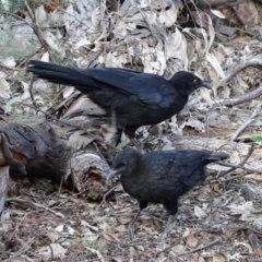Corcorax melanorhamphos (White-winged Chough) at Red Hill Nature Reserve - 22 Feb 2020 by JackyF