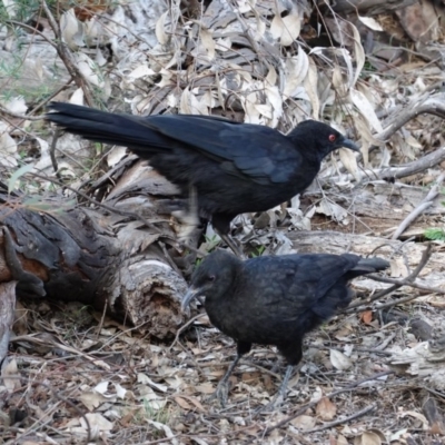 Corcorax melanorhamphos (White-winged Chough) at Hughes, ACT - 22 Feb 2020 by JackyF