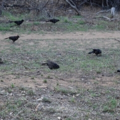 Corcorax melanorhamphos at Hughes, ACT - 22 Feb 2020