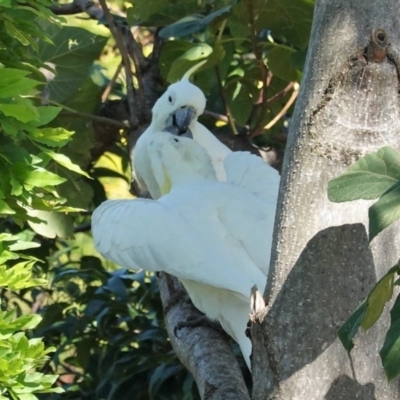 Cacatua galerita (Sulphur-crested Cockatoo) at Hughes, ACT - 24 Feb 2020 by JackyF