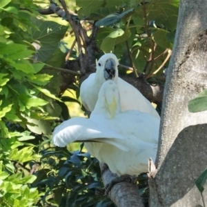 Cacatua galerita at Hughes, ACT - 24 Feb 2020