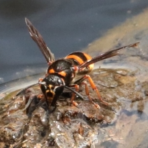 Eumeninae (subfamily) at Ainslie, ACT - 16 Feb 2020 12:09 PM