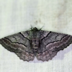 Hypobapta (genus) (A Geometer moth) at Tidbinbilla Nature Reserve - 11 Nov 2018 by ibaird