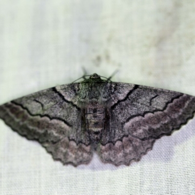 Hypobapta (genus) (A Geometer moth) at Tidbinbilla Nature Reserve - 11 Nov 2018 by ibaird