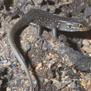 Liopholis whitii at Paddys River, ACT - 20 Feb 2020 04:25 PM