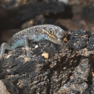 Liopholis whitii at Paddys River, ACT - 20 Feb 2020