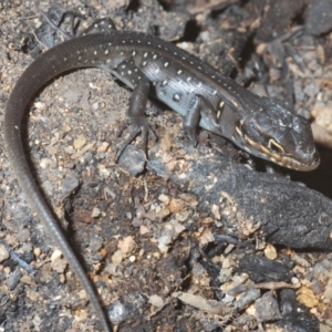Liopholis whitii at Paddys River, ACT - 20 Feb 2020
