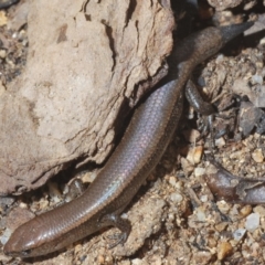 Lampropholis delicata (Delicate Skink) at Tidbinbilla Nature Reserve - 20 Feb 2020 by Harrisi