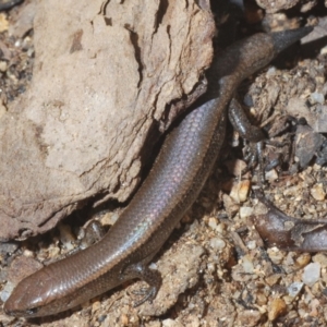 Lampropholis delicata at Paddys River, ACT - 20 Feb 2020 04:21 PM