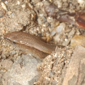 Lampropholis delicata at Paddys River, ACT - 20 Feb 2020 04:21 PM