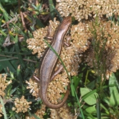 Pseudemoia entrecasteauxii (Woodland Tussock-skink) at Kosciuszko National Park, NSW - 22 Feb 2020 by Harrisi