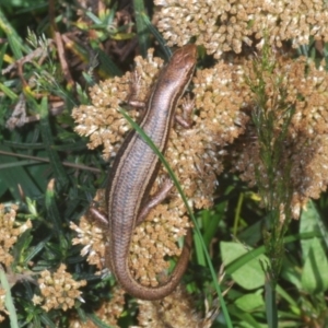 Pseudemoia entrecasteauxii at Kosciuszko National Park, NSW - 22 Feb 2020