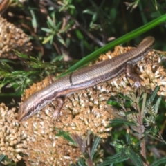 Pseudemoia entrecasteauxii at Kosciuszko National Park, NSW - 22 Feb 2020