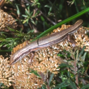 Pseudemoia entrecasteauxii at Kosciuszko National Park, NSW - 22 Feb 2020