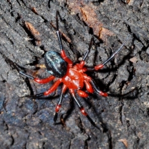 Nicodamidae (family) at Paddys River, ACT - 20 Feb 2020 04:13 PM