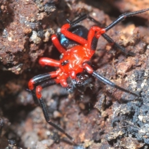 Nicodamidae (family) at Paddys River, ACT - 20 Feb 2020 04:13 PM