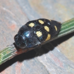 Astraeus (Astraeus) pygmaeus (A small Casuarina jewel beetle.) at Mount Ainslie - 24 Feb 2020 by Harrisi