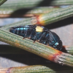 Astraeus (Astraeus) pygmaeus at Majura, ACT - 24 Feb 2020