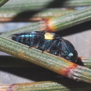 Astraeus (Astraeus) pygmaeus at Majura, ACT - 24 Feb 2020