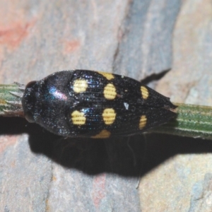 Astraeus (Astraeus) pygmaeus at Majura, ACT - 24 Feb 2020