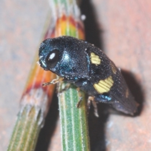 Astraeus (Astraeus) pygmaeus at Majura, ACT - 24 Feb 2020