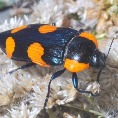 Castiarina erythromelas (Jewel beetle) at Kosciuszko National Park - 22 Feb 2020 by Harrisi