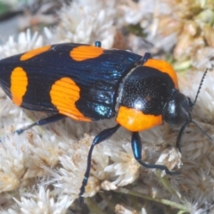 Castiarina erythromelas (Jewel beetle) at Kosciuszko National Park, NSW - 22 Feb 2020 by Harrisi