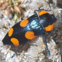 Castiarina erythromelas at Kosciuszko National Park, NSW - 22 Feb 2020